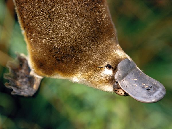 platypus_662_600x450.jpg