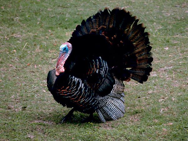 wild-turkey_765_600x450.jpg