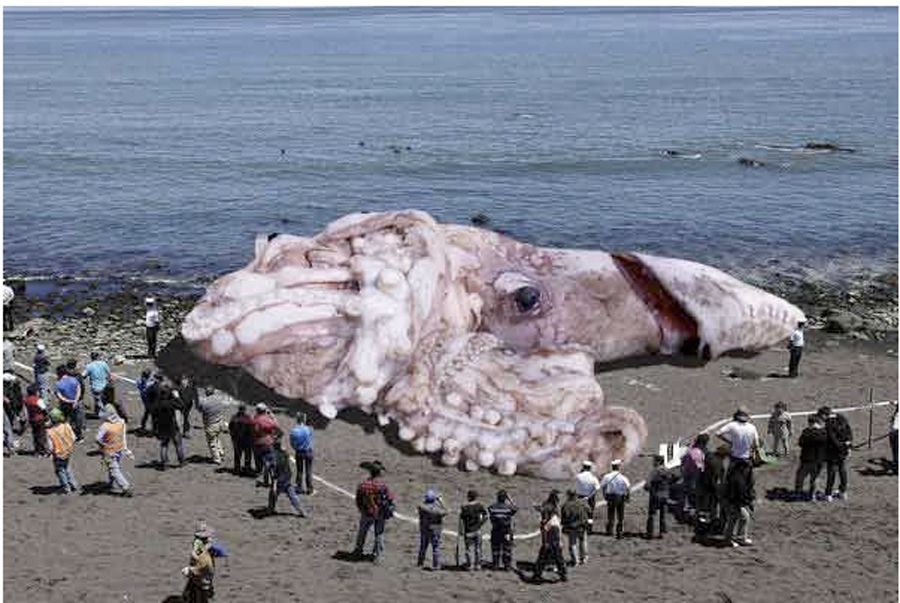 giant-squid-hoax_75355_990x742.jpg