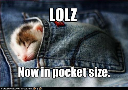 LOLZ-now-in-pocket-size-lol-catz-8961535-500-352.jpg