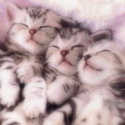 Kitten-pics-kittens-16296526-250-250.jpg