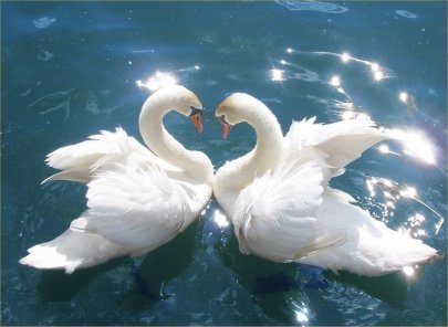 God-s-Beautiful-Swans-god-the-creator-22338822-405-296.jpg