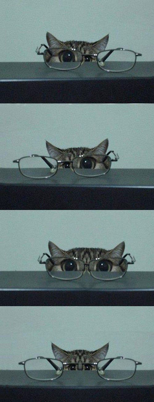 cat-glasses.jpg