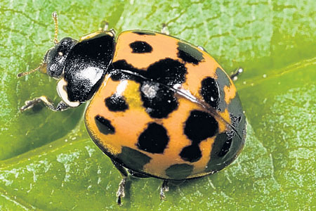 LadybirdFree_450x300.jpg