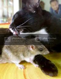 mice-catratbuddies_small.jpg