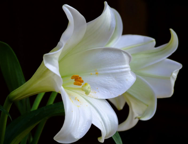 white-lilies.jpg