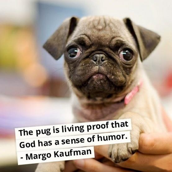 the-pug-is-living-proof-that-god-has-a-sense-of-humor-quote-1.jpg