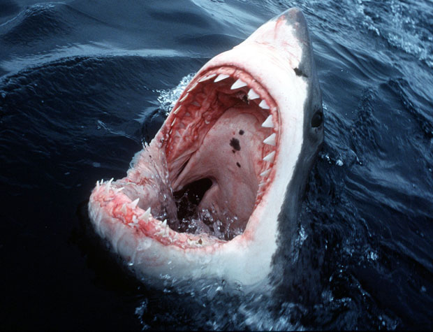 Great-White-shark__1825036a.jpg