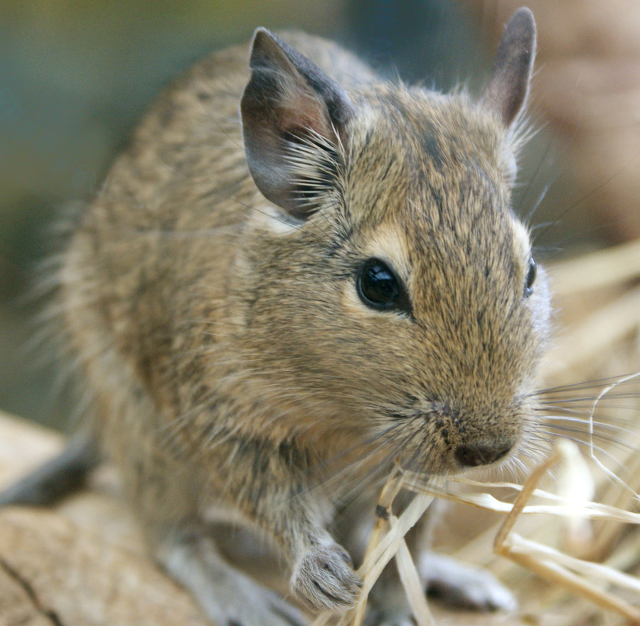 degu_by_beckiblackout.jpg