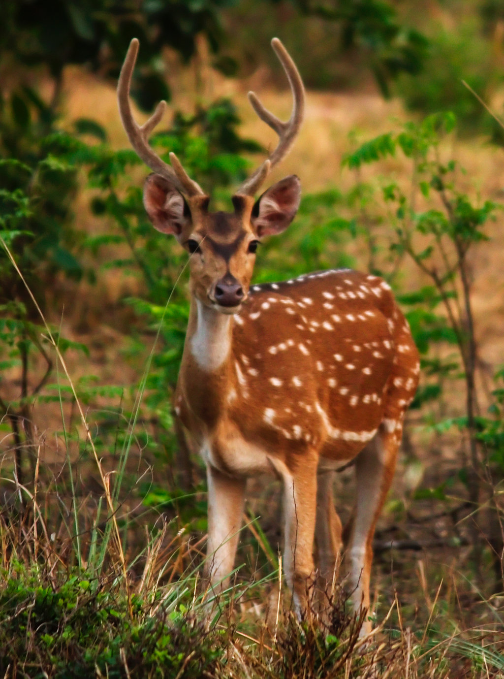 the_spotted_deer___chital_by_bhavesh_p-d6714k4.jpg