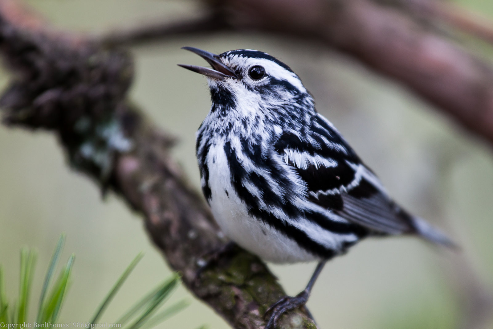 black_and_white_warbler_by_rctfan2-d50c37l.jpg