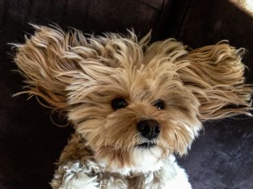 Cavapoo_5381501.jpg