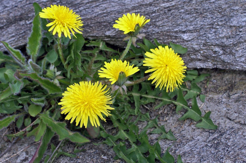 dandelions-940x626.jpg