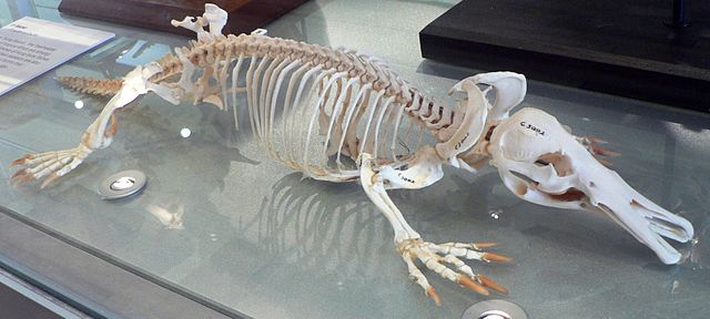 640px-Platypus_skeleton_Pengo.jpg