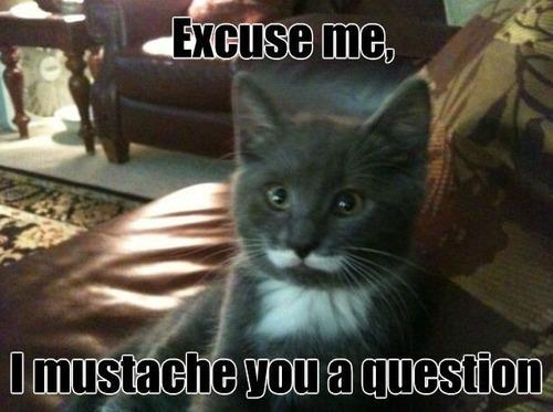 Funny-cat-Excuse-me.jpg