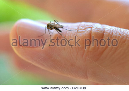 common-house-mosquito-culex-pipiens-on-a-finger-b2c7r9.jpg