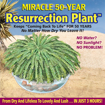 resurrection-plant.jpg