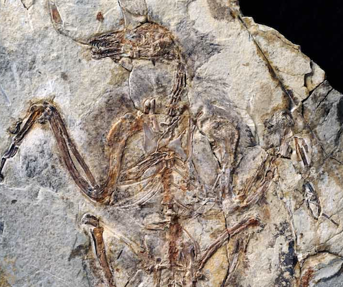 bird-fossil.jpg