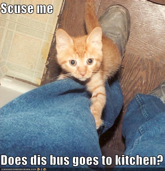 funny-pictures-kitchen-bus-cat.jpg