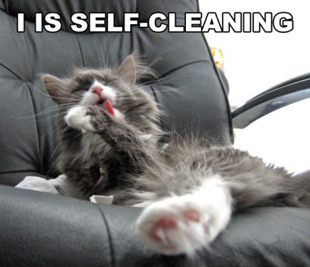 cleancat.jpg