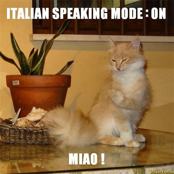 Italian-Speaking-Cat.jpg
