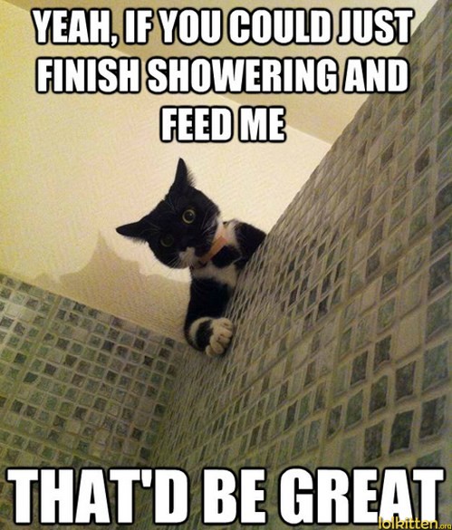 funny-cat-lolcat-is-hungry.jpg