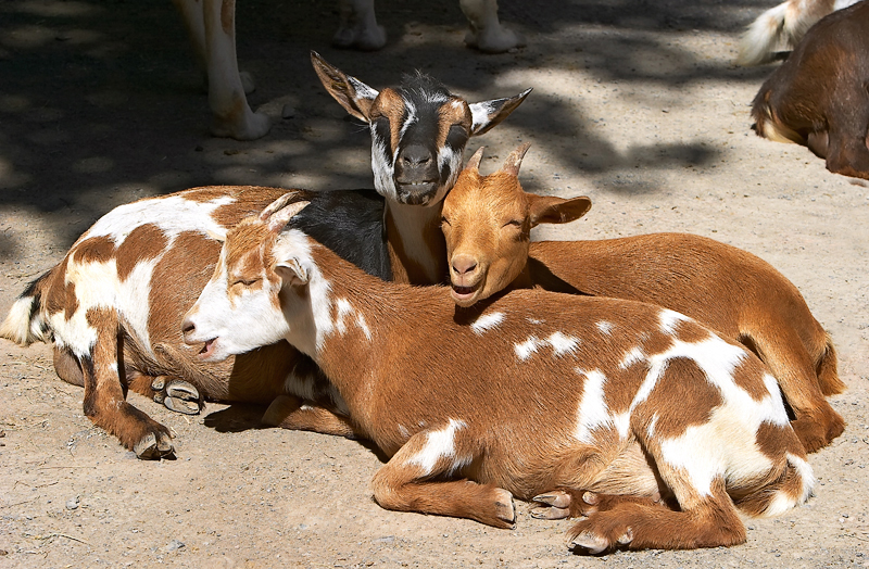 22069305.GoatFamily2WEB3.jpg