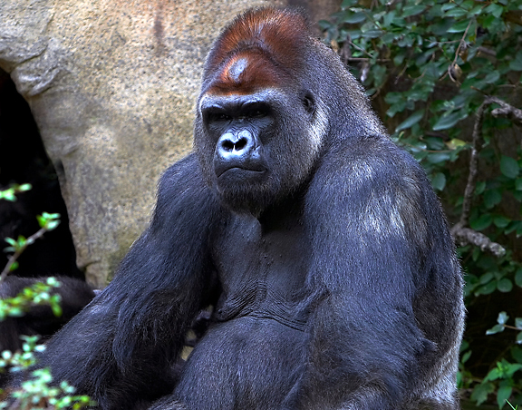 21305748.GorillaMaleWEB.jpg