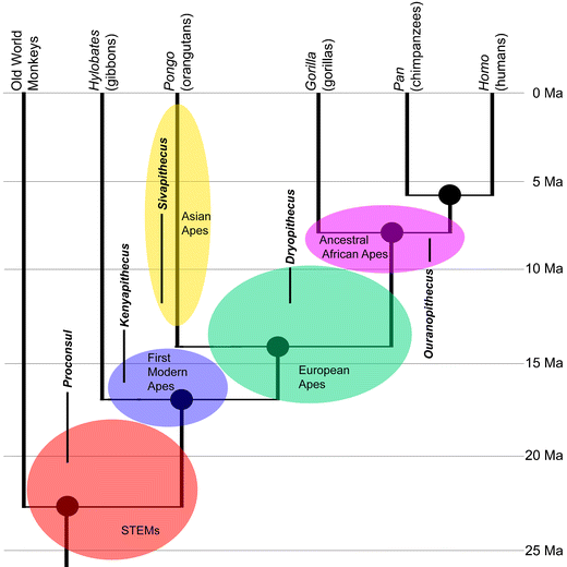 12052_2010_251_Fig1_HTML.gif