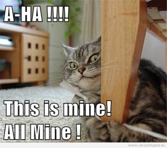 funny-pictures-a-ha-this-is-mine-all-mine-crazy-looking-cat-540x478.jpg