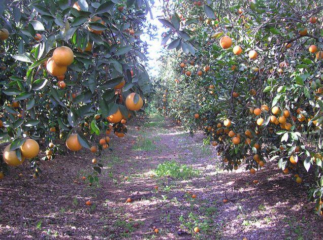 Jaffa-orange-grove.png