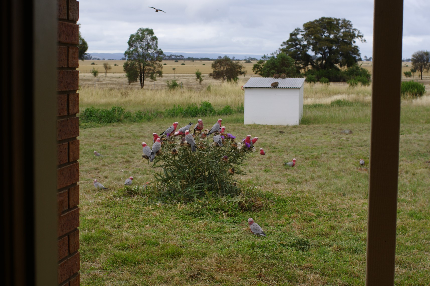 galahs.jpg