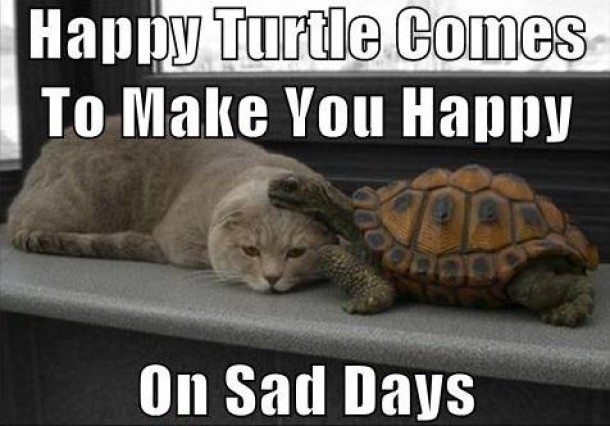 when-kitty-is-sad-send-in-happy-turtle-7080.jpg