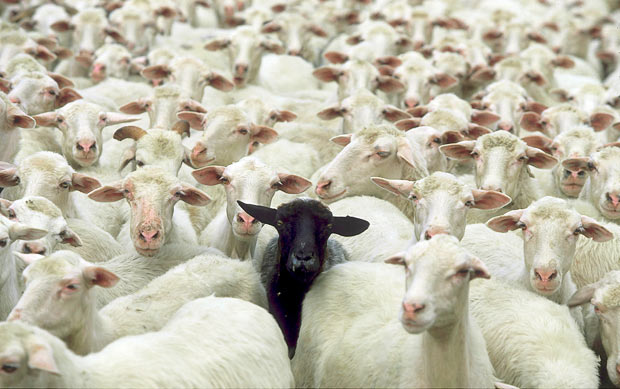 black-sheep.jpg