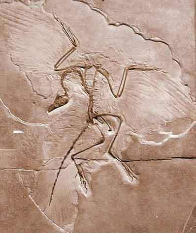 archaeopteryx.jpg