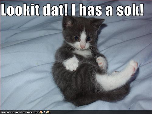 funny-pictures-kitten-has-a-sock-on-his-foot.jpg