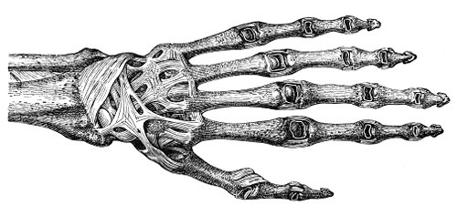 hand-ligaments.jpg