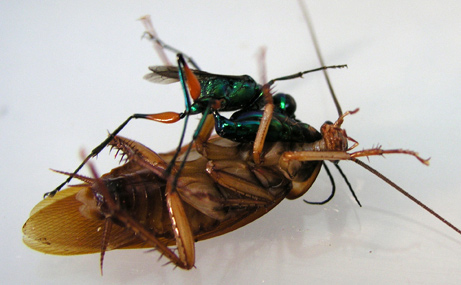 071206-roach-zombie_big.jpg