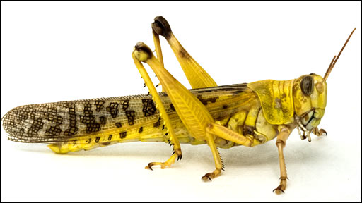 _45422785_locust.jpg