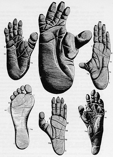 anthropoid_feet.jpg