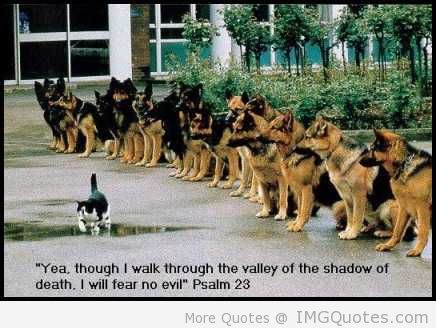 yea-though-i-walk-through-the-valley-of-the-shadow-of-death-i-will-fear-no-evil-cat-quotes.jpg