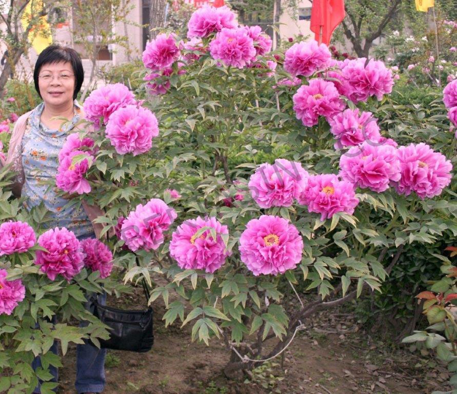 ancient_chinese_tree_peony_garden_luxuriant_pink_002.jpg