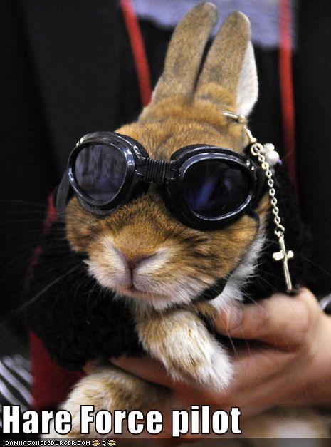 b6905_funny-pictures-rabbit-is-a-pilot.jpg