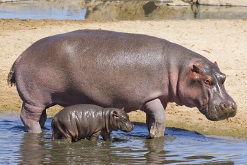hippo-milk-pink-1.jpg