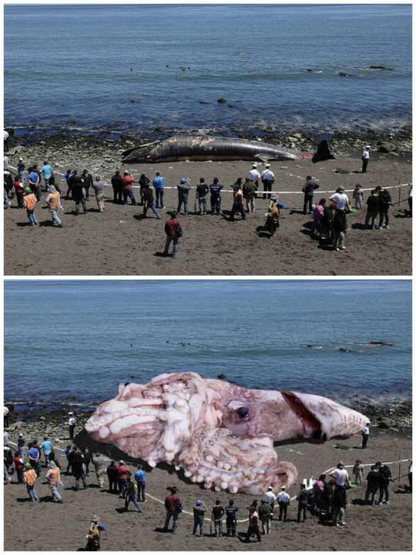 giant-squid-hoax.jpg