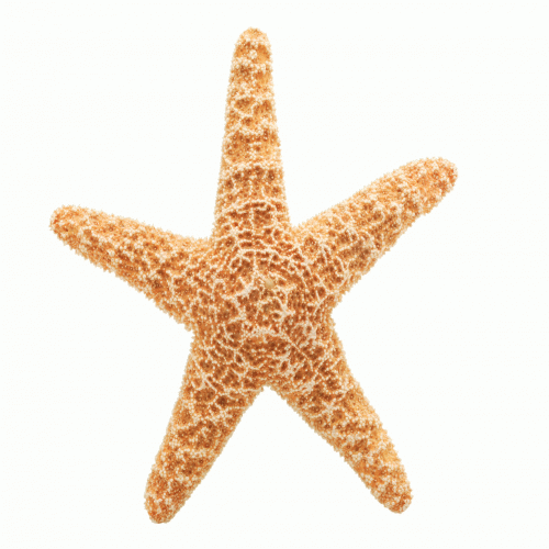 animated-gif-starfish-Favim.com-239732.gif