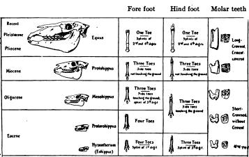 i-27fc09cf4089f3e9c3948b7c3800f352-horse-evolution-textbook.JPG