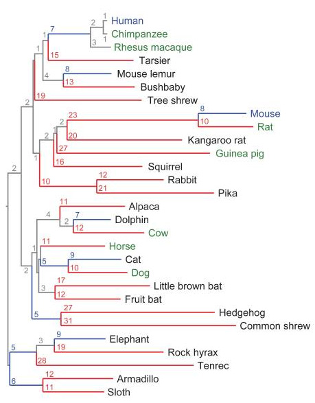 phylogenetic%20tree.jpg