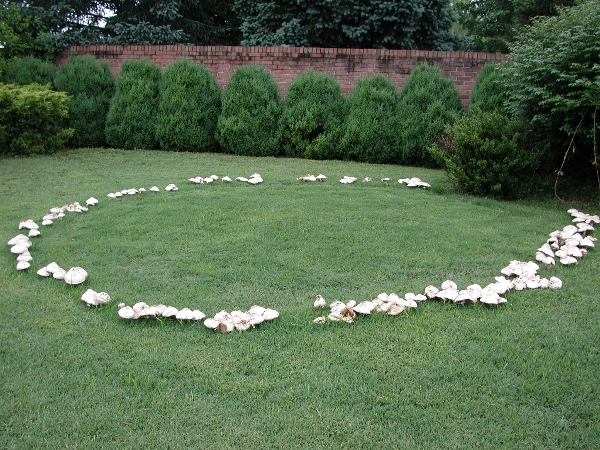 fairy-rings.jpg