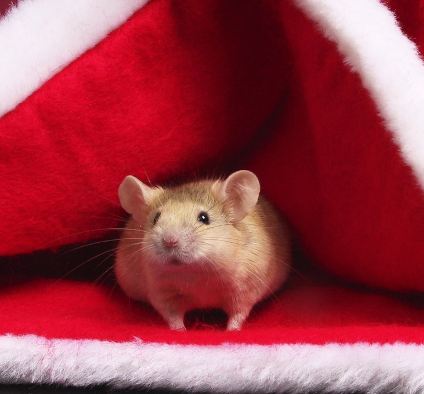 merry-christmas-mouse.jpg